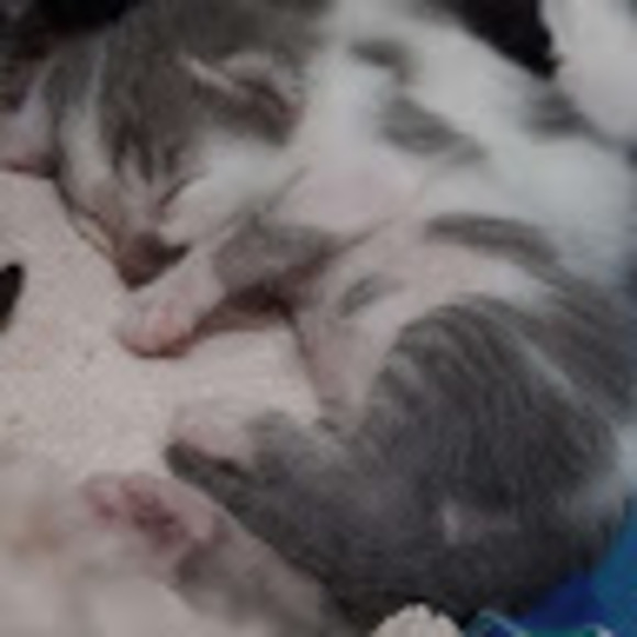 kittypoot_